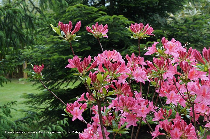 azalees au Jardin exotique